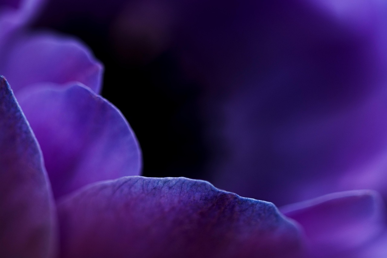 Abstract floral close-up